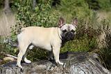 BOULEDOGUE FRANCAIS 758